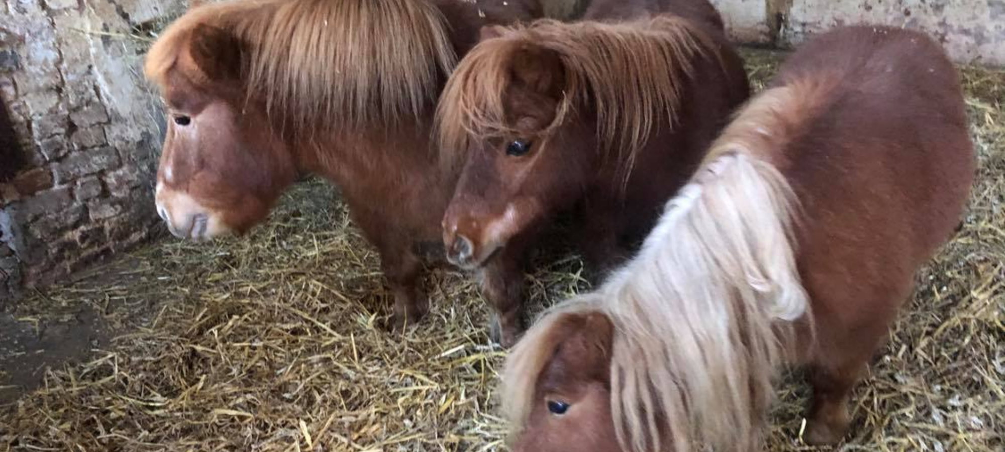 manege Deboeshoeve